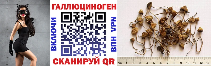 дарнет шоп  Североуральск  Галлюциногенные грибы Psilocybe 
