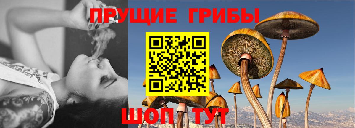 продажа наркотиков  Североуральск  Галлюциногенные грибы GOLDEN TEACHER  Псилоцибиновые грибы Magic Shrooms 